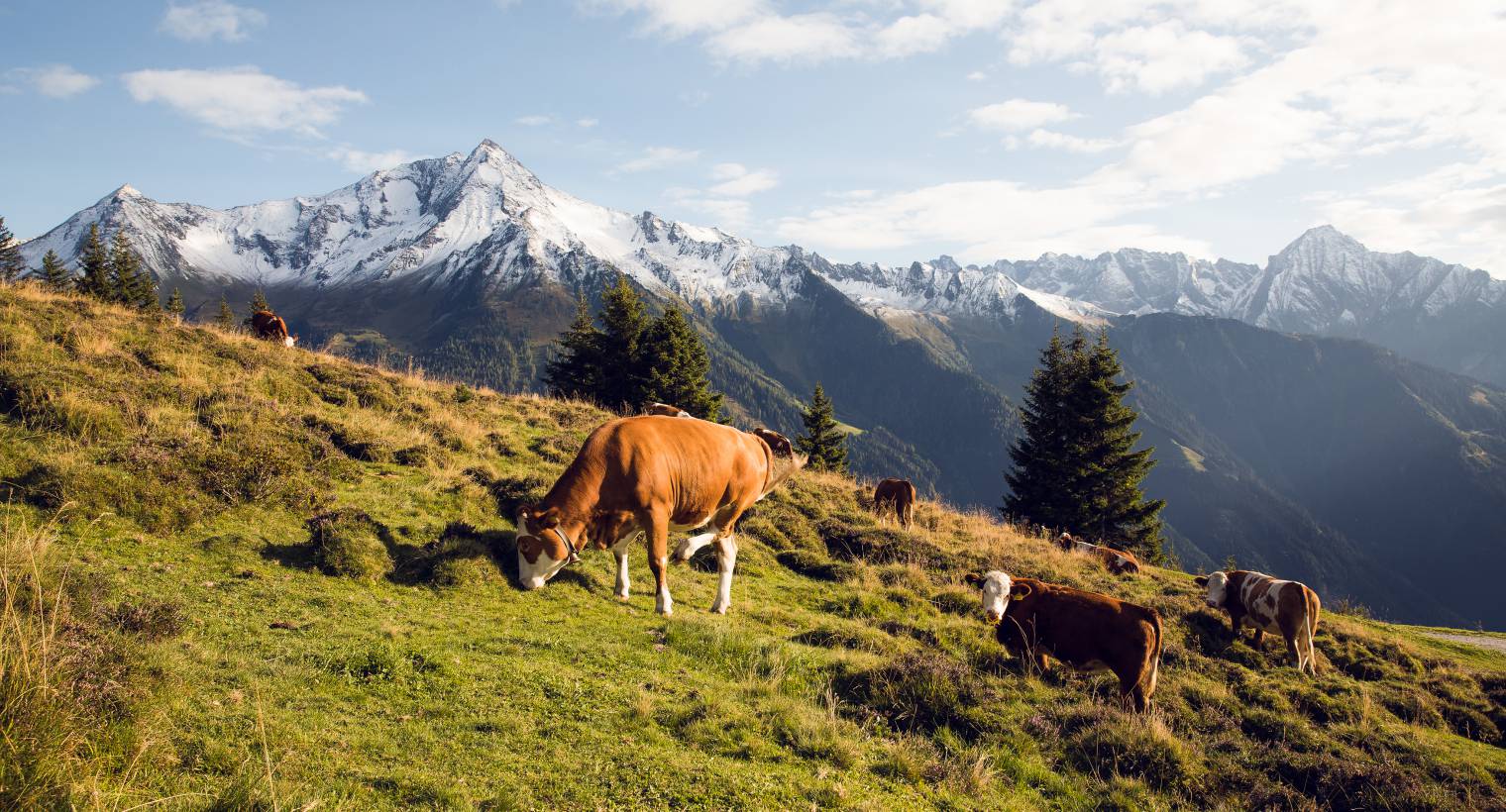 Brainstorming meets mountain vibes: From workshop to offsite - Hotel Gaspingerhof