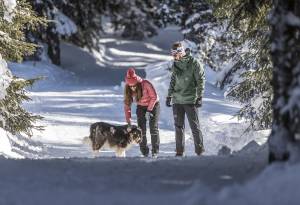 Winterwandern mit Hund im Zillertal