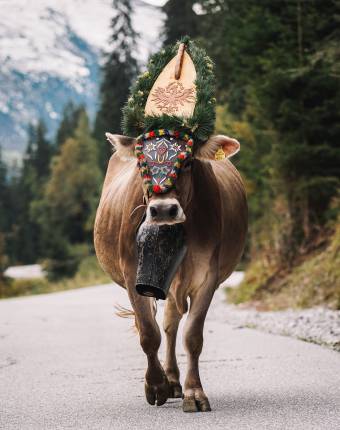 Kuh geschmückt für den Almabtrieb