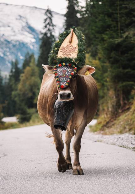 Almabtrieb Cattle Drive Festival in Gerlos: Where tradition meets joie de vivre - Hotel Gaspingerhof